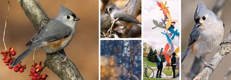 Collage of bird images and artwork and spaces in Windsor